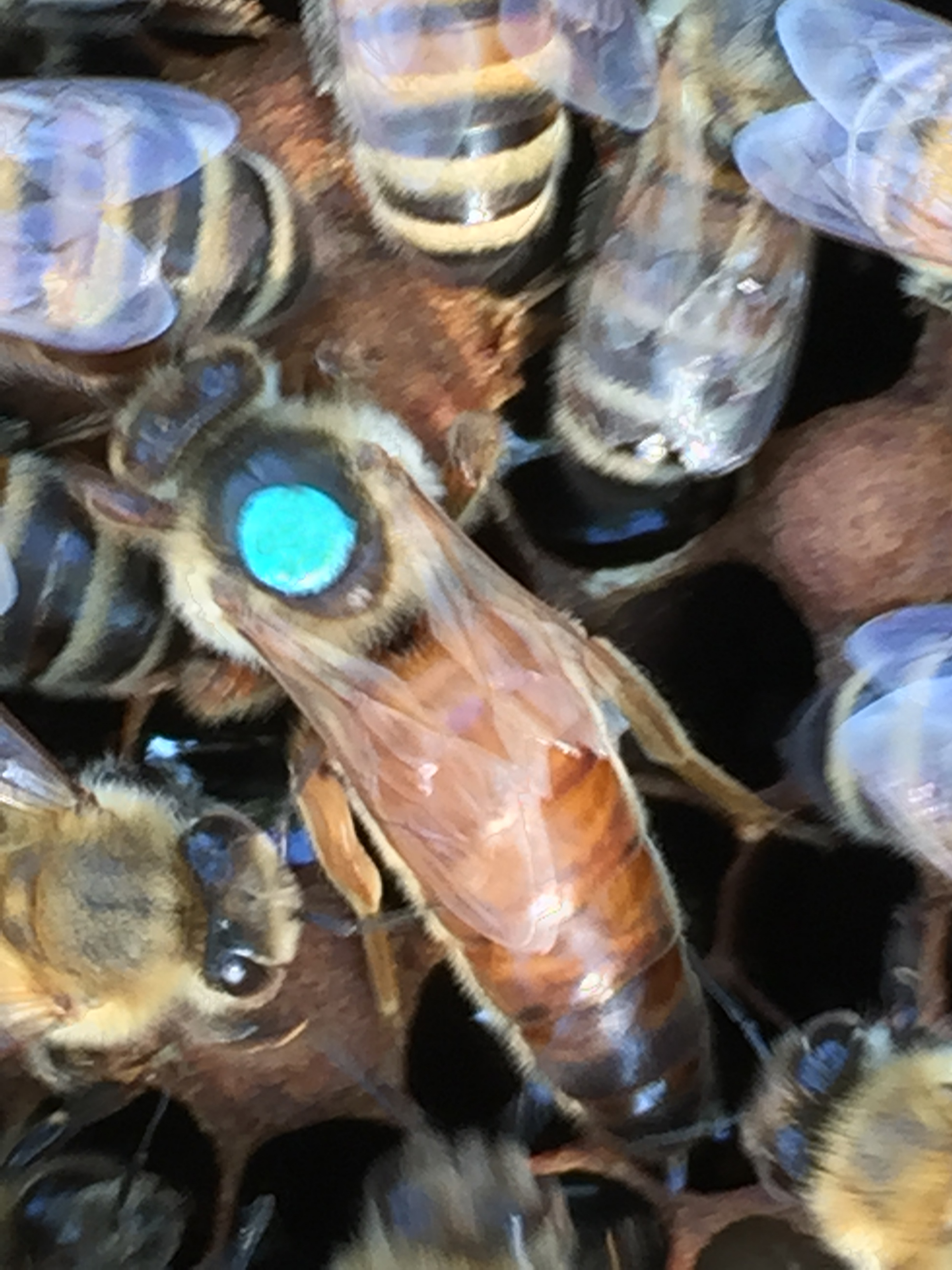 Buckfast bee queen in colony on honeycomb